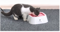 Dog Drinking Water Bowl Floating Non-Wetting Mouth Cat Bowl without Spill Drinking Water Dispenser Plastic Anti-Over Dog Bowl