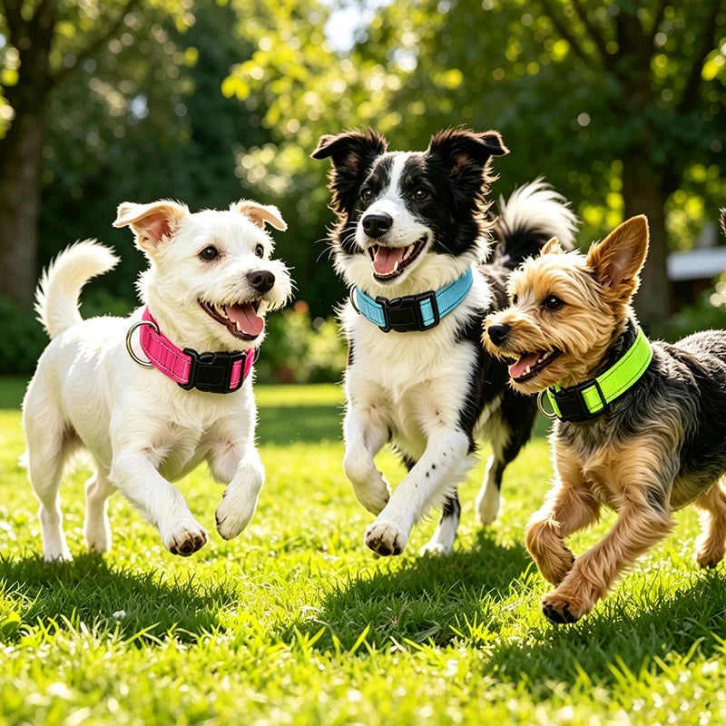 Adjustable Nylon Dog Collar for Small & Medium Dogs