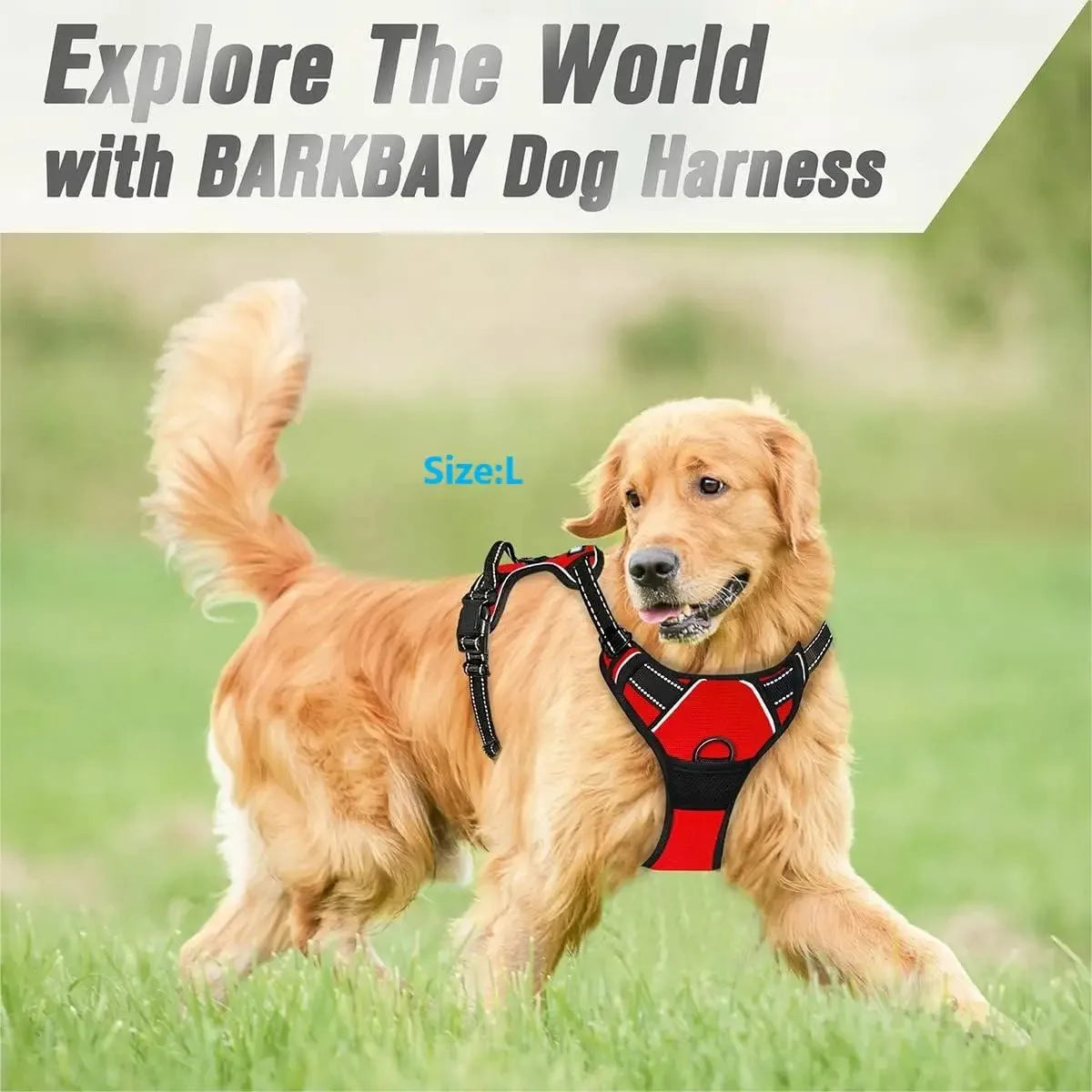 Leather Collar, Harness & Leash Set