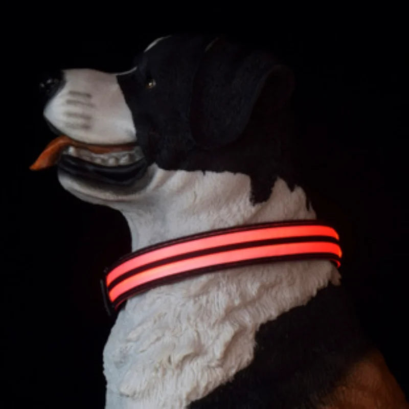 Rechargeable Light-Up Dog Collar