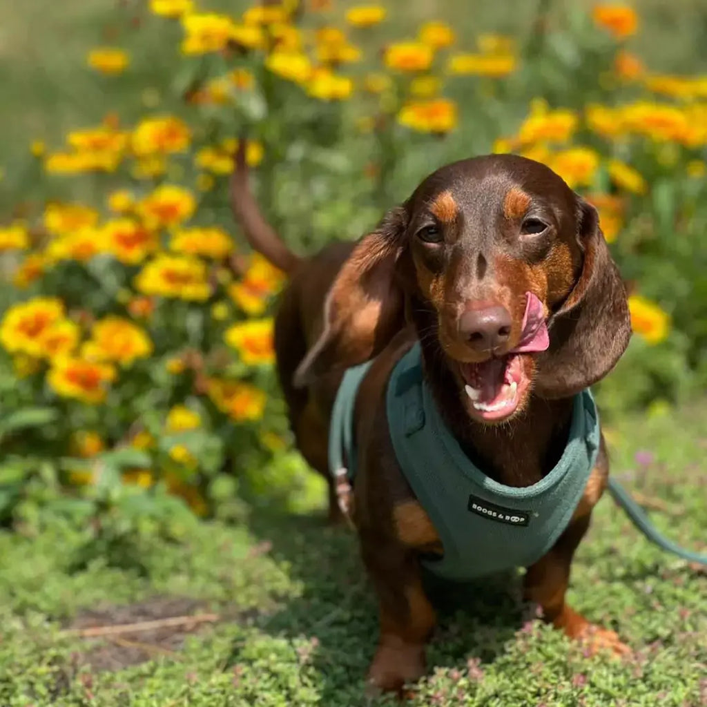 Adjustable Corduroy Dog Harness - Moss